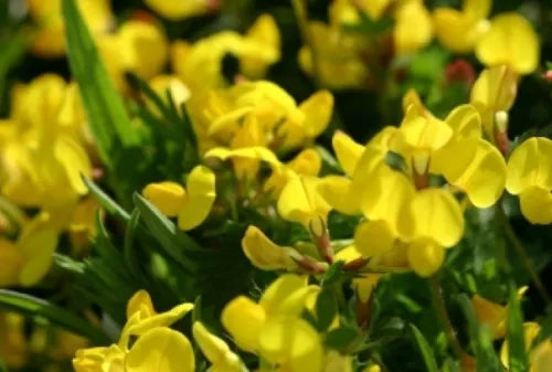 100 Bird'S Foot Trefoil Fresh Seeds For Planting | www.seedsplantworld.com