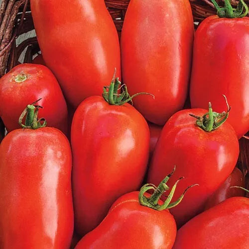 10 Roma Tomato Seeds For Planting | www.seedsplantworld.com