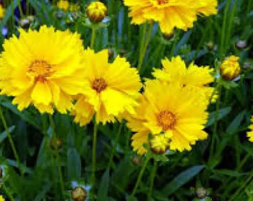 100 Coreopsis Grandiflora Texas Fresh Seeds For Planting | www.seedsplantworld.com