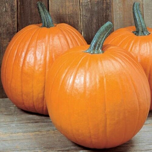 15 Ct Young's Beauty New England Pie Pumpkin NON-GMO Vegetable Seeds | www.seedsplantworld.com