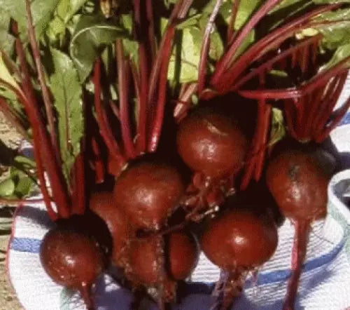 25 Fresh Heirloom Detroit Dark Red Beet Seeds For Planting | www.seedsplantworld.com