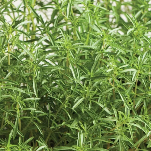 20 Summer Savory Fresh Herb Seeds For Planting | www.seedsplantworld.com