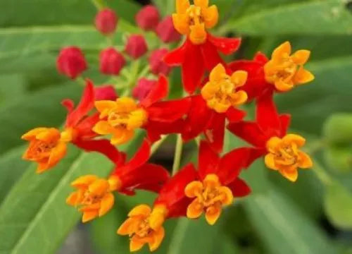 50 Bloodflower Sunset Flower Mexican Milkweed Fresh Seeds For Planting | www.seedsplantworld.com