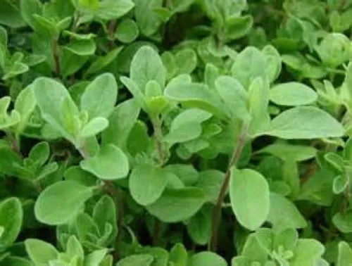 100 Fresh Sweet Marjoram Seeds For Planting | www.seedsplantworld.com