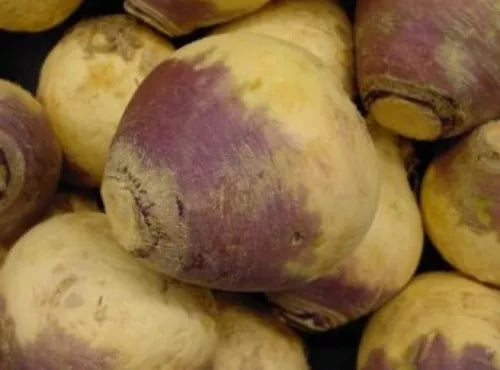 100 Fresh Rutabaga American Purple Top Seeds For Planting | www.seedsplantworld.com