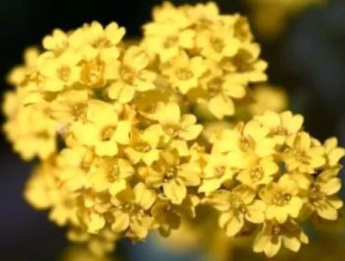 50 Alyssum Basket Of Gold Fresh Flower Seeds For Planting | www.seedsplantworld.com