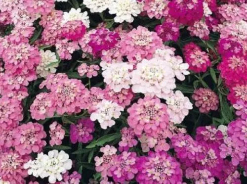 100 Candytuft Mixed Colors Fresh White Pink Purpleseeds For Planting | www.seedsplantworld.com