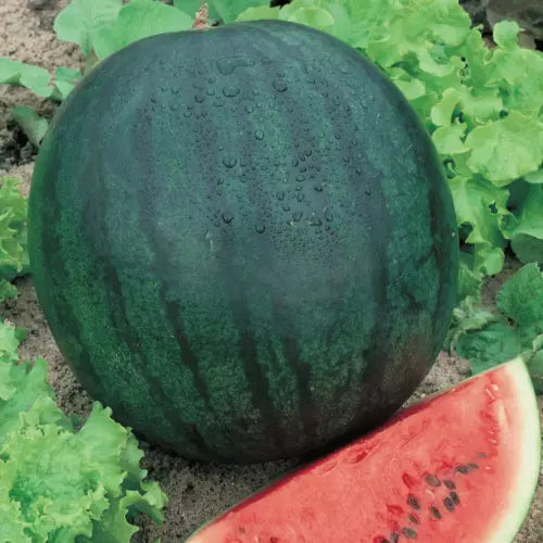 6 Sugar Baby Watermelon Fruit Seeds For Planting | www.seedsplantworld.com