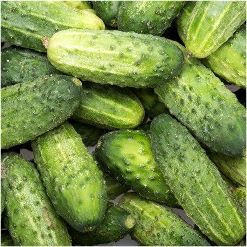 50+ SMR58 Cucumber Wisconsin Pickling NON-GMO Vegetable Seeds | www.seedsplantworld.com