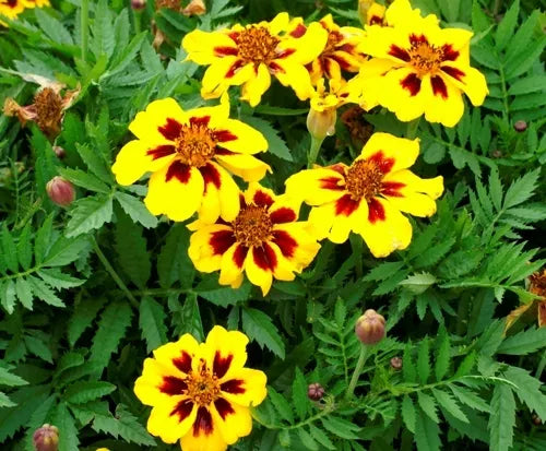 75 French Marigold Dainty Marietta (Dwarf) Fresh Seeds For Planting | www.seedsplantworld.com