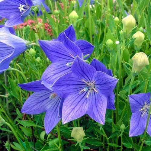 20 Balloon Flower Fresh Flower Seeds For Planting | www.seedsplantworld.com