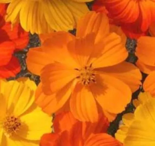 30 Cosmos Bright Lights Mix Fresh Flower Seeds For Planting | www.seedsplantworld.com