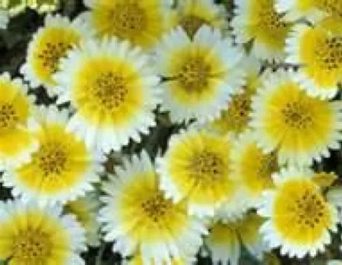 100 Tidy Tips Flower Fresh Seeds For Planting | www.seedsplantworld.com