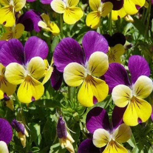 150 Johnny Jump Up Viola Flower Fresh Seeds For Planting | www.seedsplantworld.com