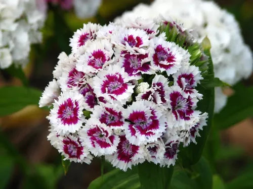 20 Sweet William Fresh Flower Seeds For Planting | www.seedsplantworld.com