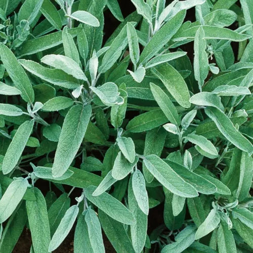 5 Sage Fresh Herb Seeds For Planting | www.seedsplantworld.com