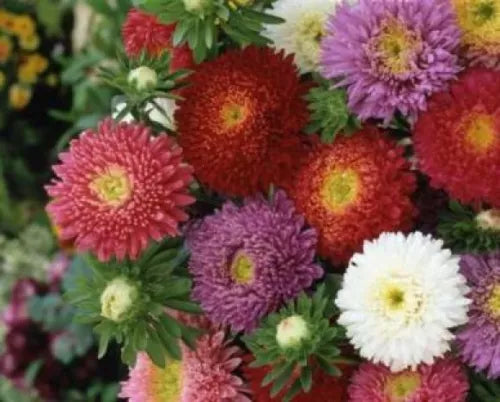 50 China Aster Powderpuff Mix Flower Fresh Seeds For Planting | www.seedsplantworld.com