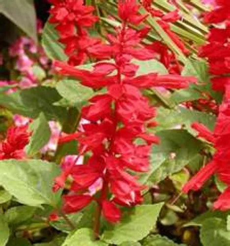 50 Scarlet Sage-Salvia Fresh Seeds For Planting | www.seedsplantworld.com