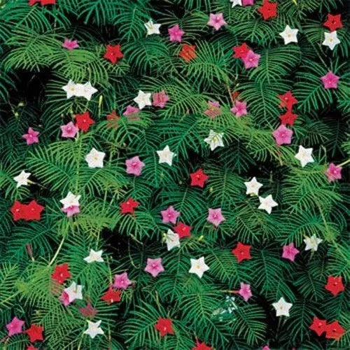 10 Cypress Vine Fresh Flower Seeds For Planting | www.seedsplantworld.com