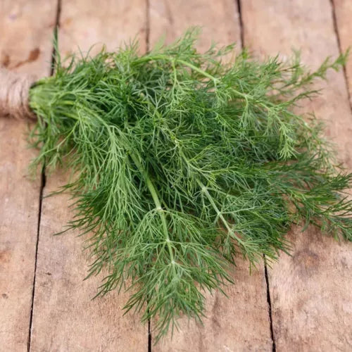 25 Dill Fresh Herb Seeds For Planting | www.seedsplantworld.com