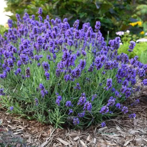 10 Lavender Fresh Flower Seeds For Planting | www.seedsplantworld.com