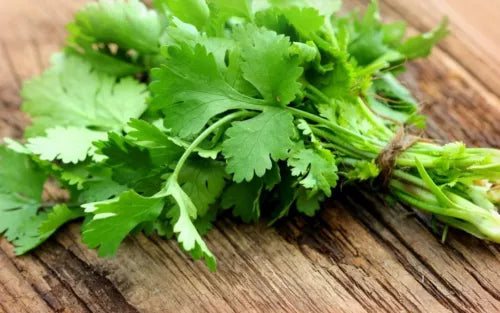 10 Cilantro Fresh Herb Seeds For Planting | www.seedsplantworld.com