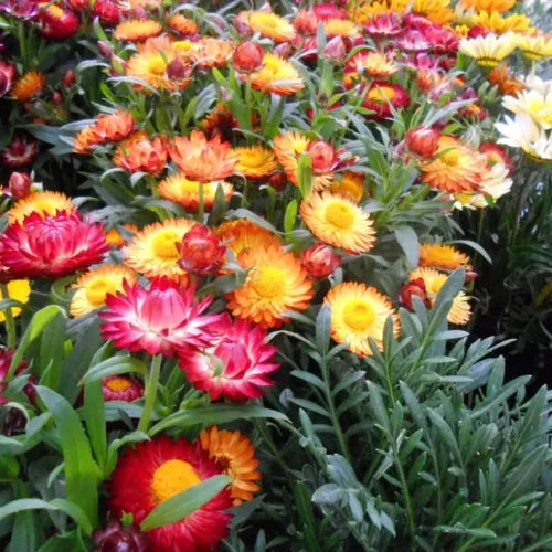 20 Strawflower Straw Fresh Flower Seeds For Planting | www.seedsplantworld.com