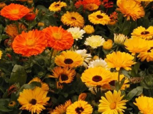 50 Calendula Pacific Beauty Mix Fresh Seeds For Planting | www.seedsplantworld.com