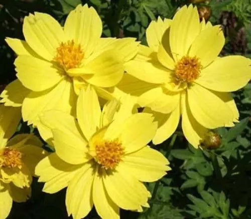 30 Cosmos Dwarf Lemon Fresh Flower Seeds For Planting | www.seedsplantworld.com