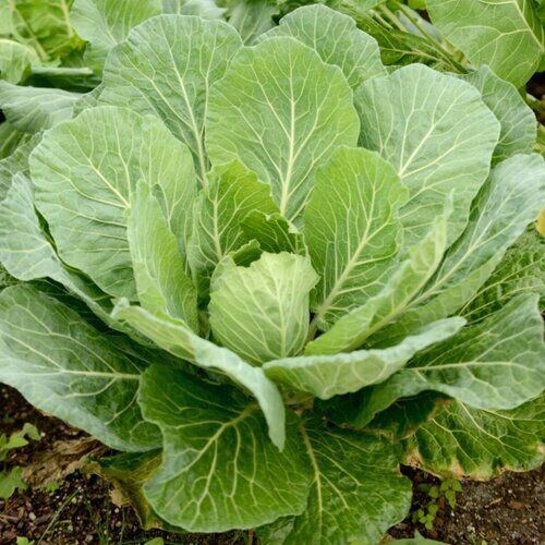 500+ Georgia Southern Collard Greens NON-GMO Vegetable Seeds | www.seedsplantworld.com