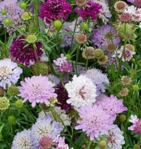 35 Pinchion Flower Fresh Scabioas Atropureaseeds For Planting | www.seedsplantworld.com