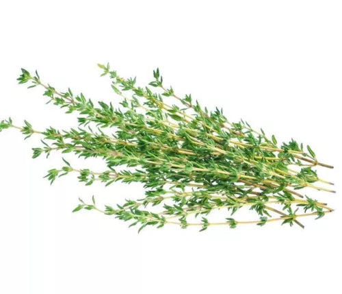 10 Thyme Fresh Herb Seeds For Planting | www.seedsplantworld.com