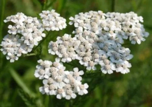 200 White Yarrow Perennial Flower Fresh Seeds For Planting | www.seedsplantworld.com