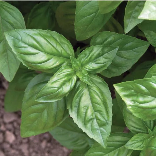 25 Basil Fresh Herb Seeds For Planting | www.seedsplantworld.com