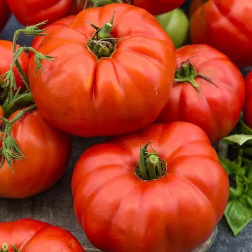 5 Beefsteak Fresh Tomato Seeds For Planting | www.seedsplantworld.com