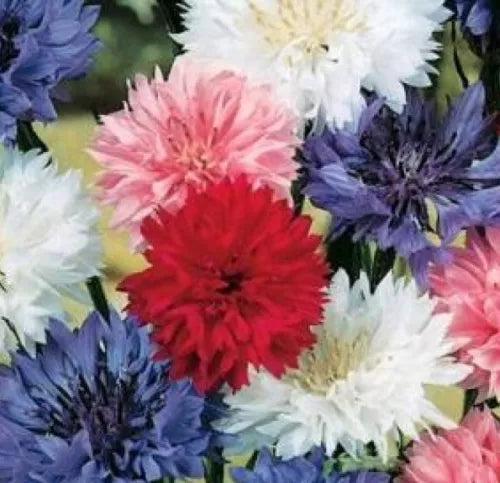 100 Fresh Bachelor Button Polka Dot Dwarf Mix Cornflowerseeds For Planting | www.seedsplantworld.com