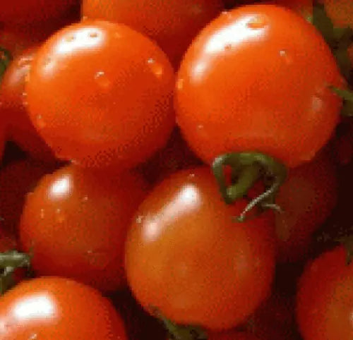 25 Fresh Heirloom Small Red Cherry Tomato Seeds For Planting | www.seedsplantworld.com