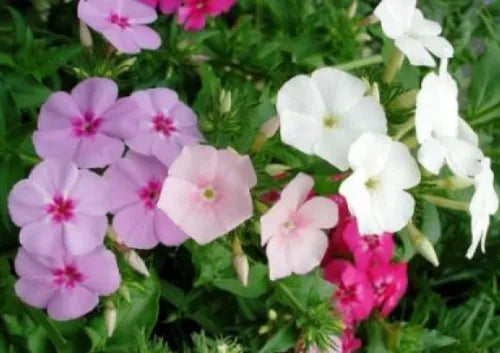 50 Phlox Annual Mixed Colors Fresh Seeds For Planting | www.seedsplantworld.com