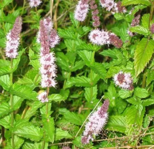 150 Spearmint Fresh Seeds For Planting | www.seedsplantworld.com