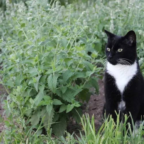 15 Catnip Fresh Herb Seeds For Planting | www.seedsplantworld.com