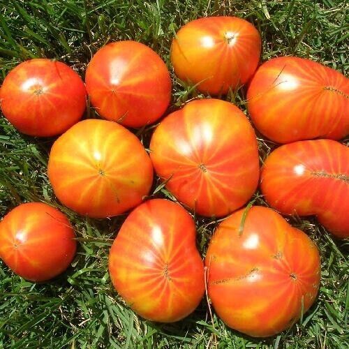 25 Ct Mr. Stripey Tomato Heirloom NON-GMO Vegetable Seeds | www.seedsplantworld.com