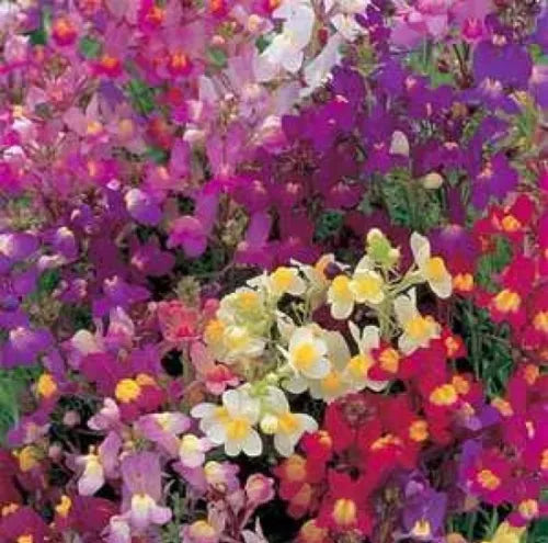 500 Toadflax Flower Mix Baby Snapdragon Fresh Seeds For Planting | www.seedsplantworld.com