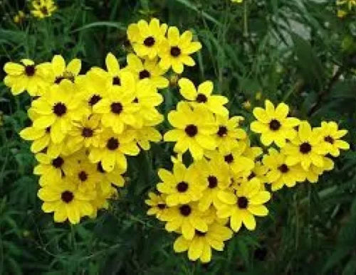 100 Coreopsis Golden Wave Tickseed Fresh Seeds For Planting | www.seedsplantworld.com