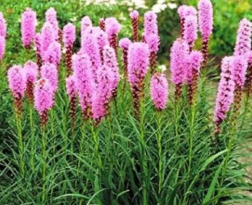 25 Gayfeather Blazing Star Flower Fresh Seeds For Planting | www.seedsplantworld.com