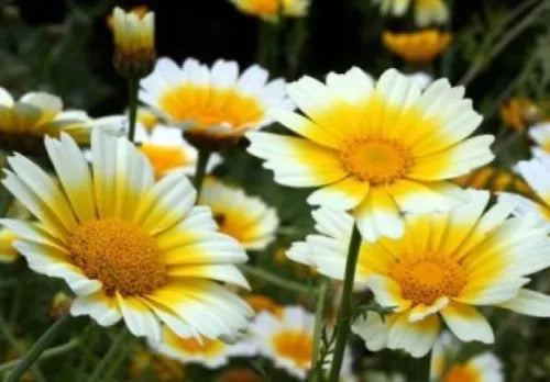 100 Garland Daisy Flowers Fresh Seeds For Planting | www.seedsplantworld.com