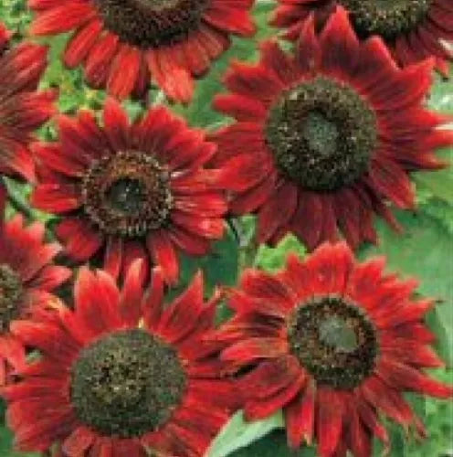 20 Velvet Queen Sunflower Fresh Seeds For Planting | www.seedsplantworld.com