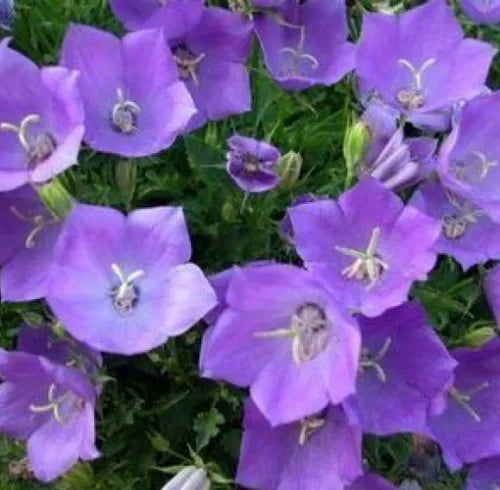 200 Tsock Bellflower Fresh Campanula Carpaticaseeds For Planting | www.seedsplantworld.com