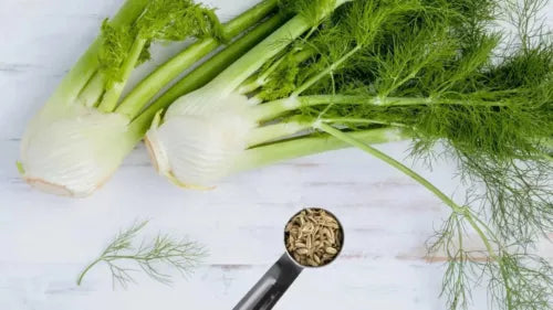 15 Fennel Fresh Herb Seeds For Planting | www.seedsplantworld.com