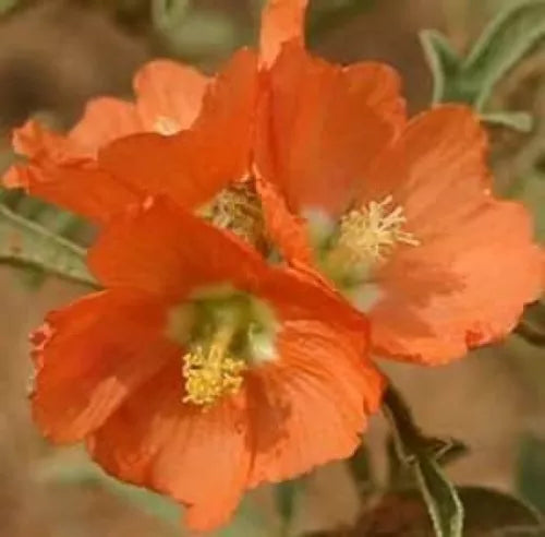 15 Scarlet Globe Mallow Rare Fresh Prarie Mallowseeds For Planting | www.seedsplantworld.com