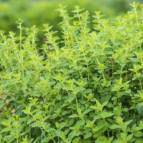 10 Oregano Fresh Herb Seeds For Planting | www.seedsplantworld.com